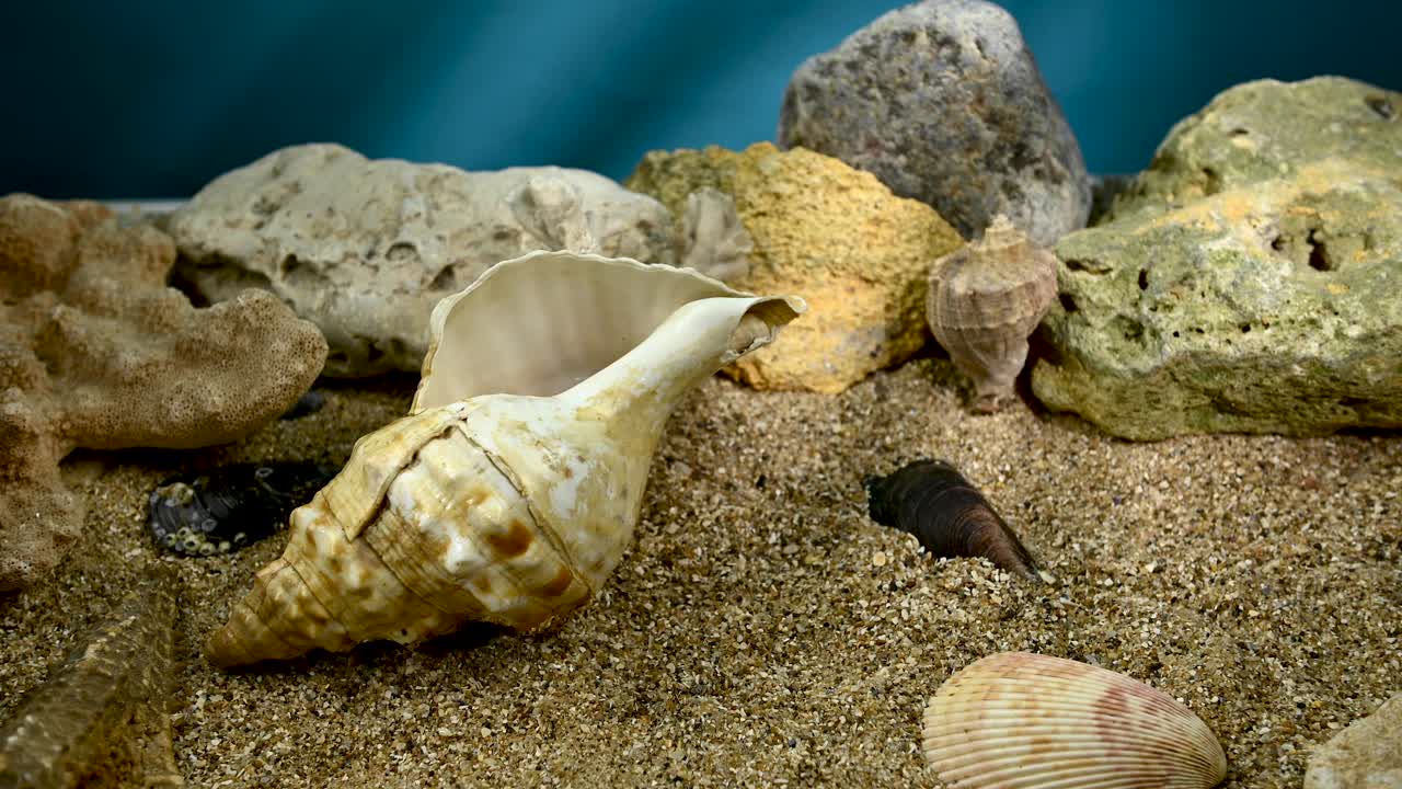 水下沙滩上的四边形胸骨鱼贝壳视频下载