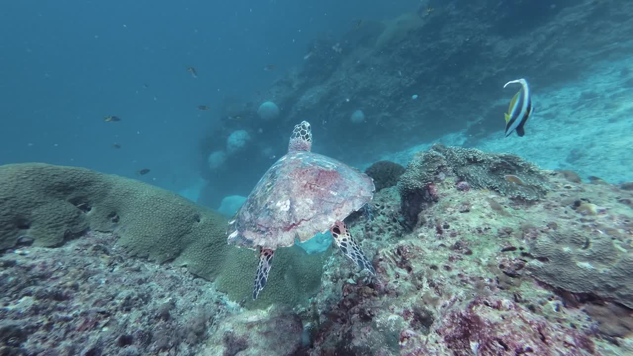 在泰国安达曼海，一只罕见的玳瑁龟后面潜水视频下载