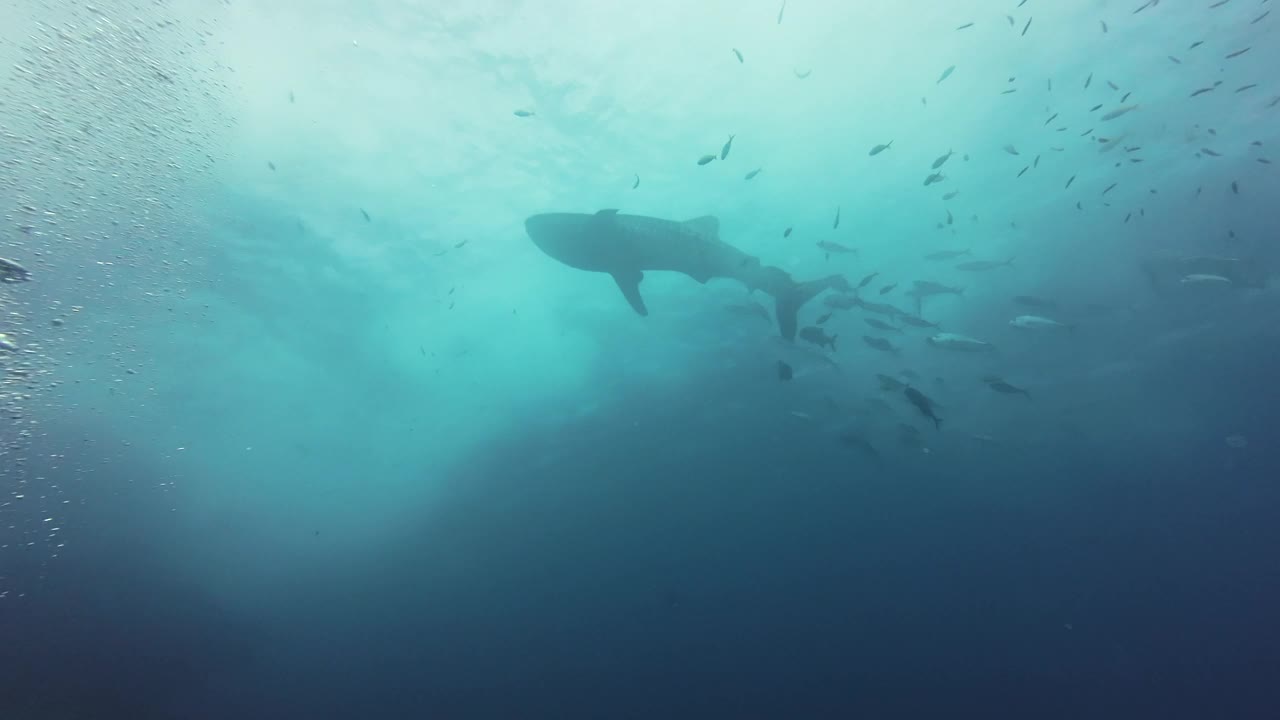 在大鲸鲨下面潜水视频素材