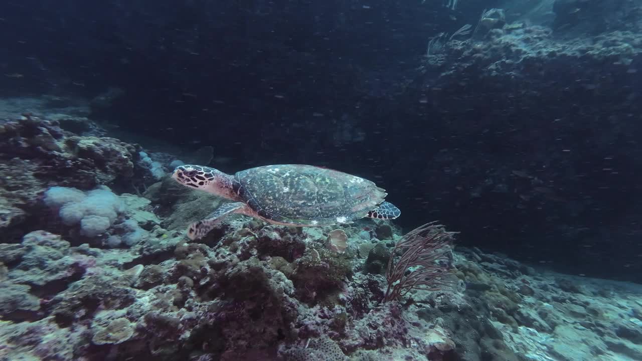 在安达曼海觅食的玳瑁海龟视频素材