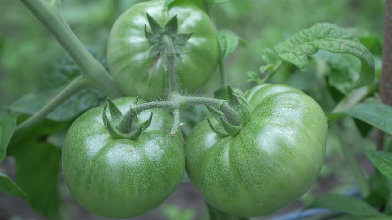 绿番茄丛生长在温室里视频下载