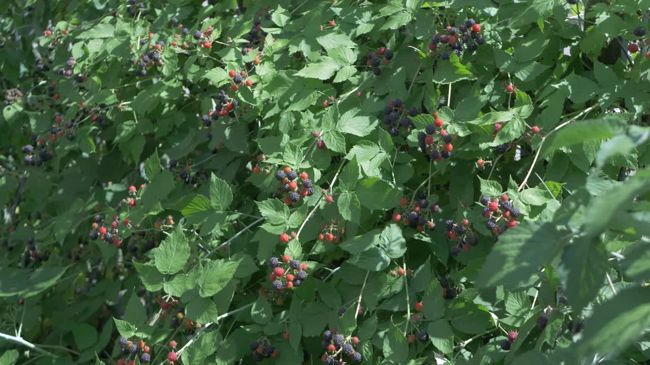 灌木上的黑莓只是随风来回移动视频下载