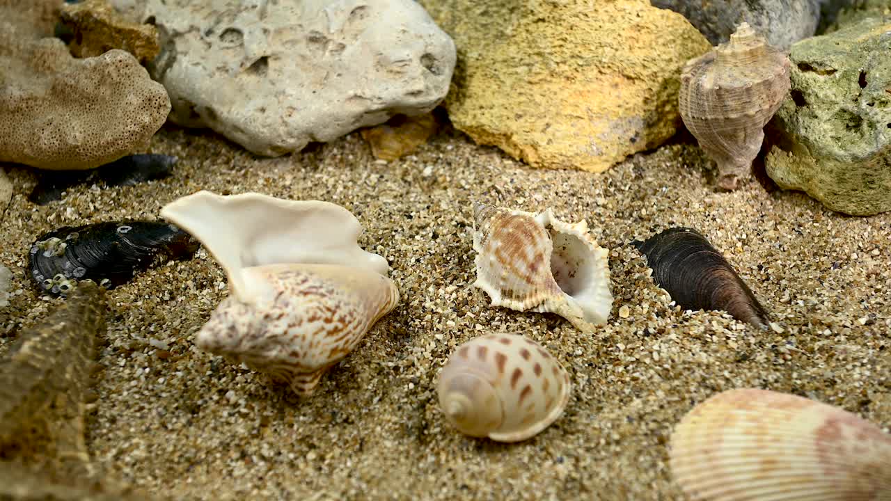 海底沙滩上的贝壳视频下载