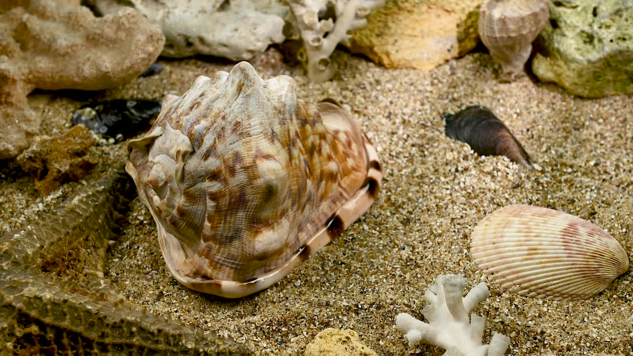 黑醋栗贝壳在沙滩上水下高清视频下载