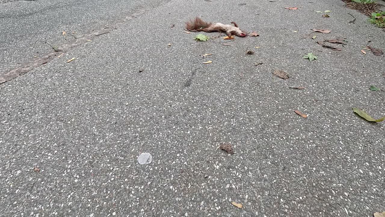 一只松鼠撞在路上。柏油路上的死松鼠。视频下载