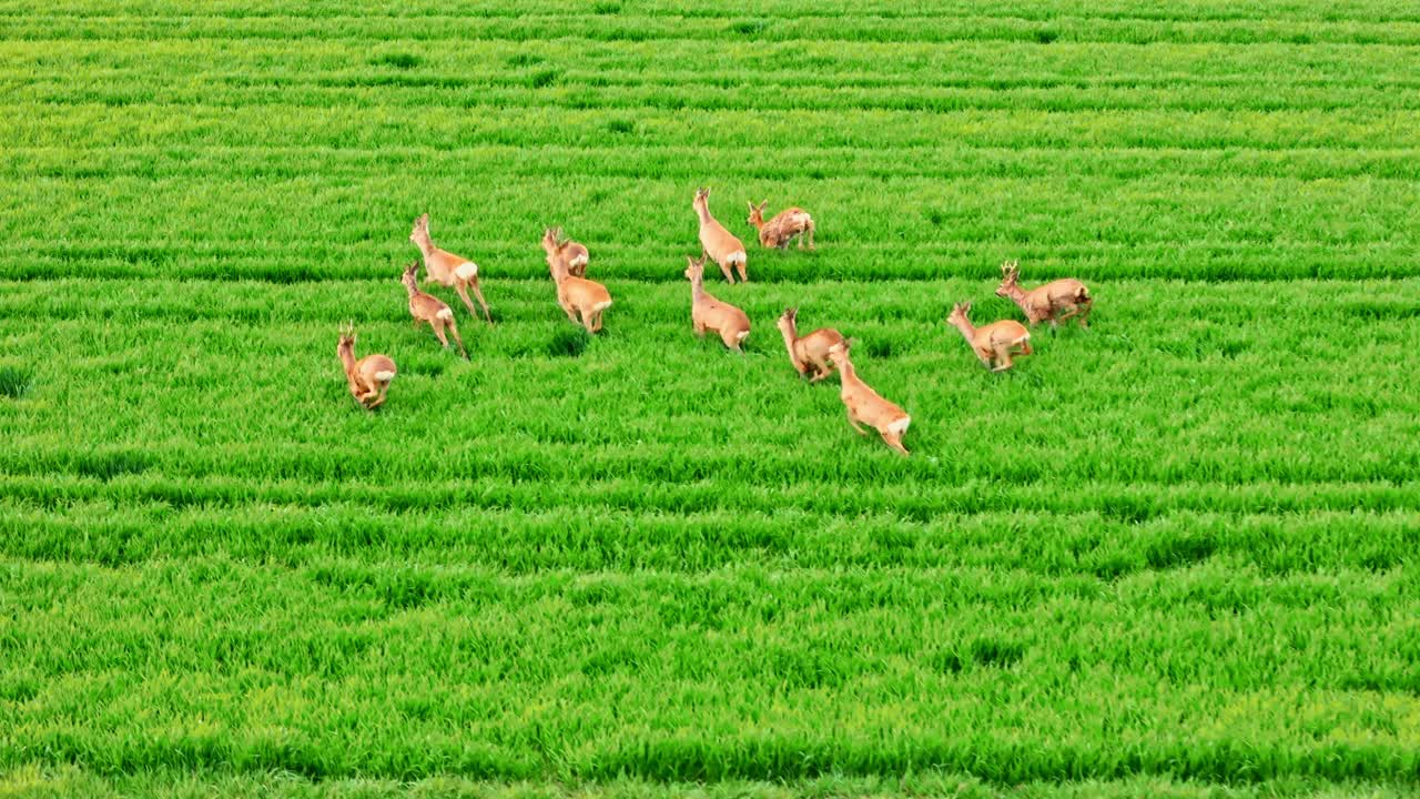 无人机拍摄的鹿群在村庄的绿地上奔跑视频素材