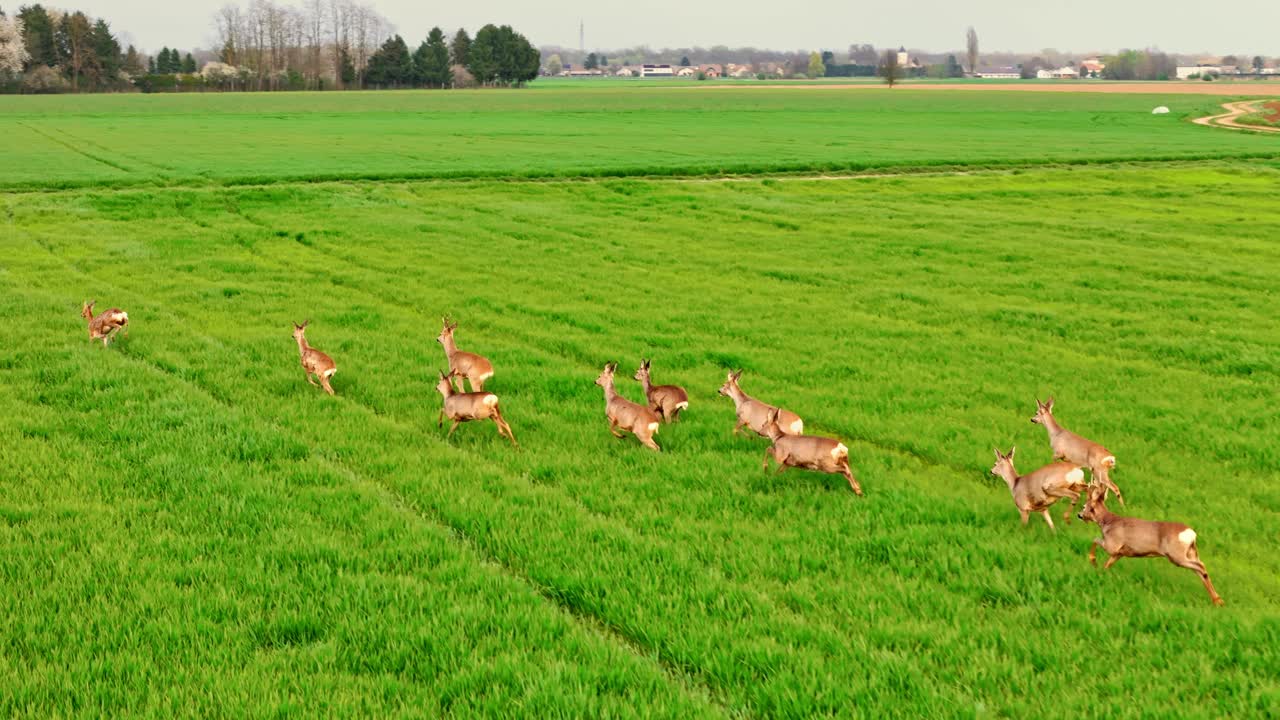 空中起重机拍摄的一群野鹿在村庄草地上奔跑视频素材