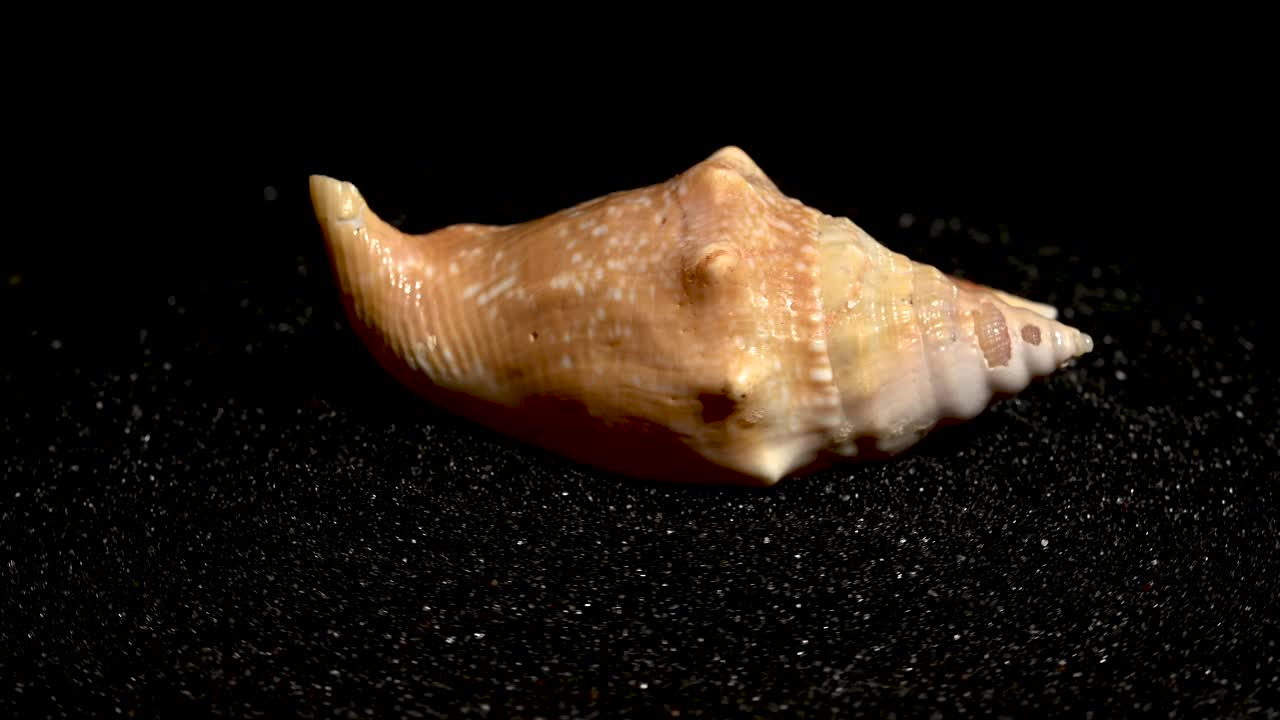黑沙背景上的海贝壳4K视频下载