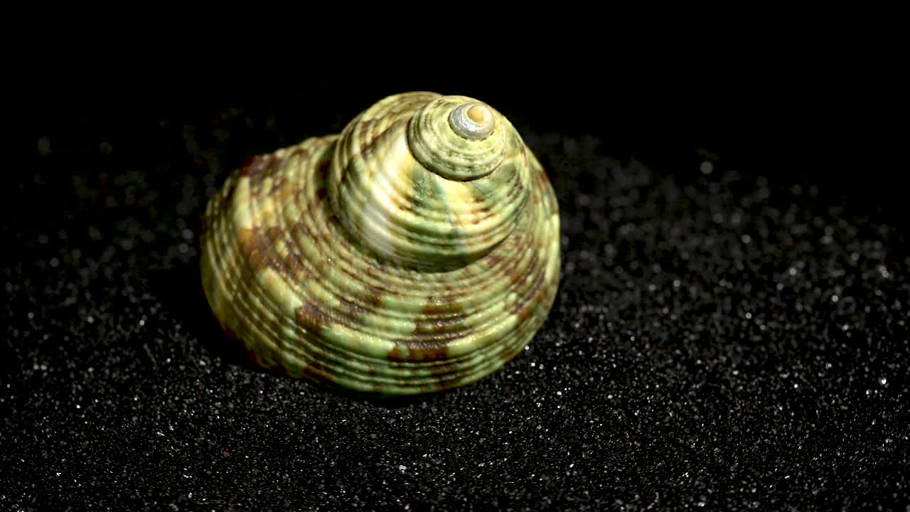 黑沙背景上的鳖科贝壳4K视频下载