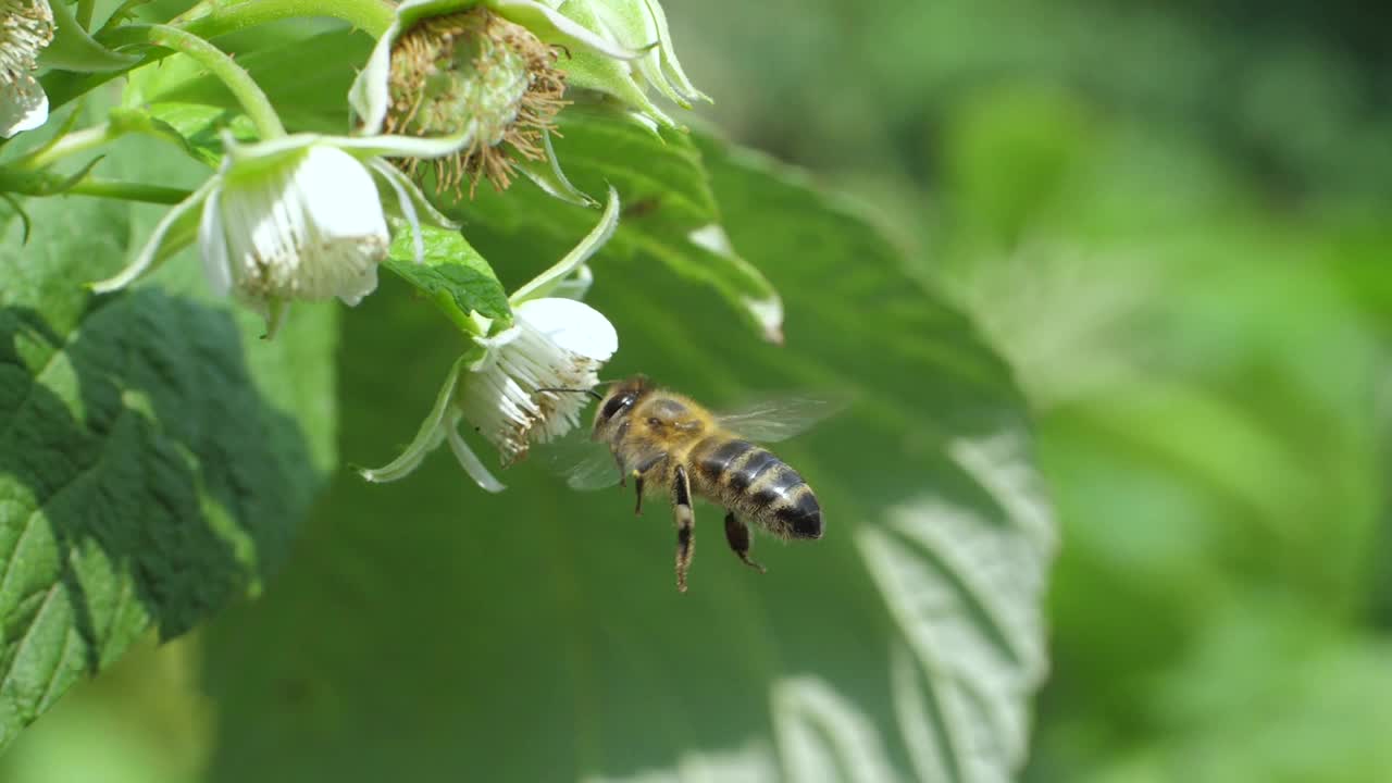 蜜蜂从养蜂场采集花蜜视频下载