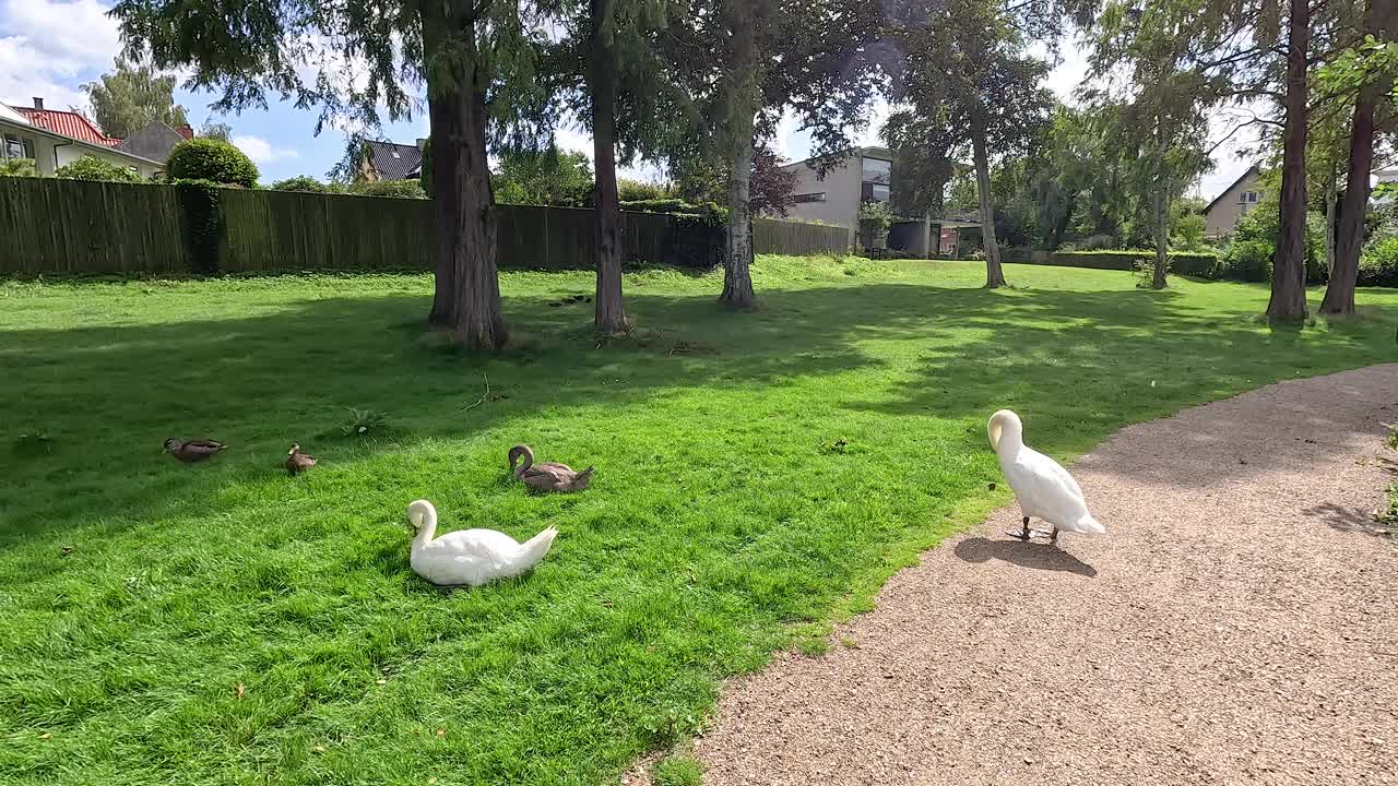 天鹅在居民区。天鹅在房子附近的绿草地上吃草。视频下载