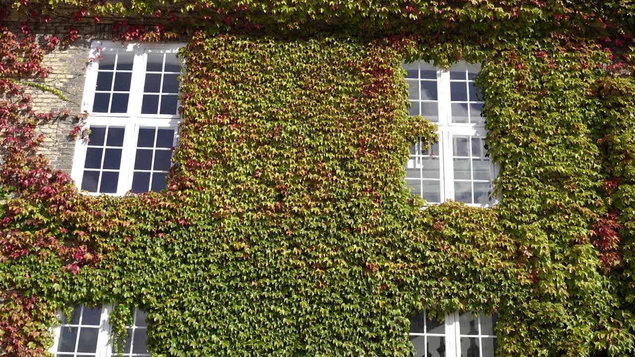 蔓生的绿色植物缠绕在一起的建筑物。植物沿着建筑物的墙壁爬行。视频下载