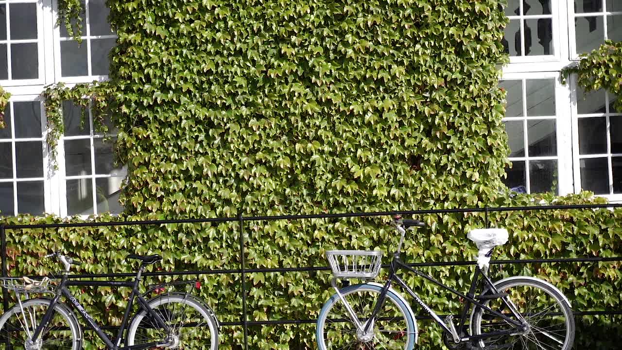 蔓生的绿色植物缠绕在一起的建筑物。植物沿着建筑物的墙壁爬行。视频下载