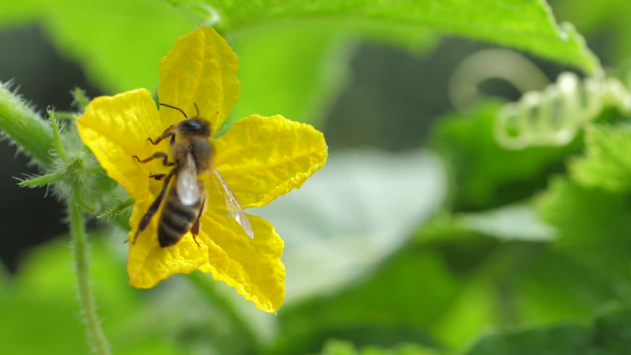 蜜蜂，大自然的工蜂，在后院小心翼翼地从黄瓜花中提取花蜜视频下载