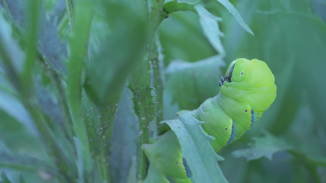 蝴蝶毛虫幼虫的身体呈亮绿色视频下载