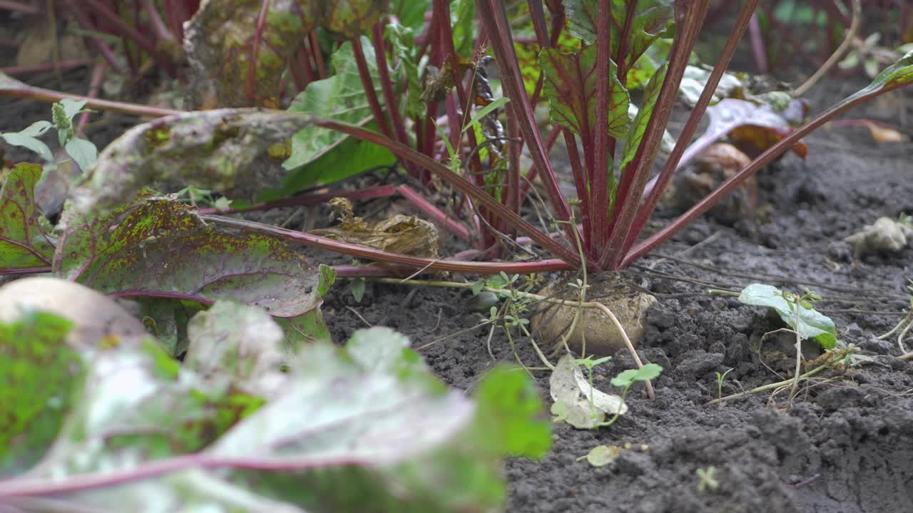 戴着手套的农民从土壤中采摘成熟的甜菜根视频下载