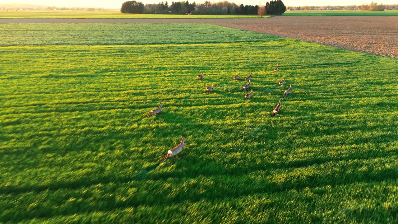 在阳光明媚的日子里，野生狍群在郁郁葱葱的绿色农田里穿过庄稼视频素材