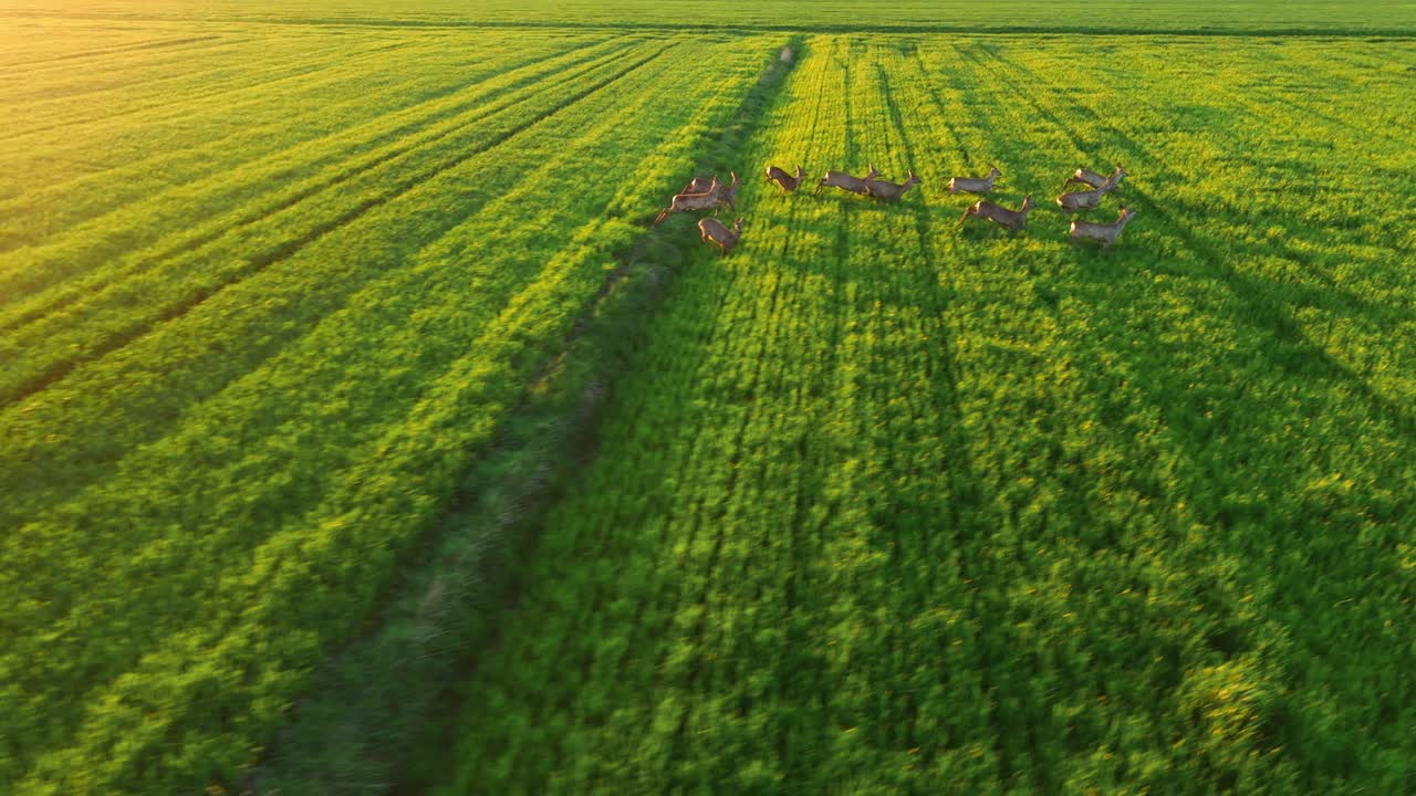 空中无人机拍摄的野生狍群在阳光明媚的日子里穿过郁郁葱葱的绿色农田视频素材