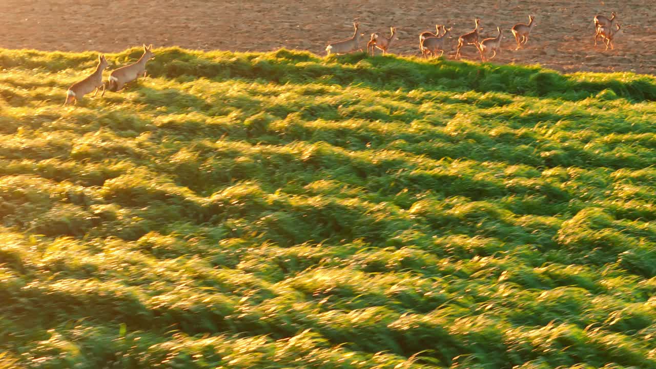 阳光明媚的日子里，一群野狍子在犁过的农田里奔跑视频素材