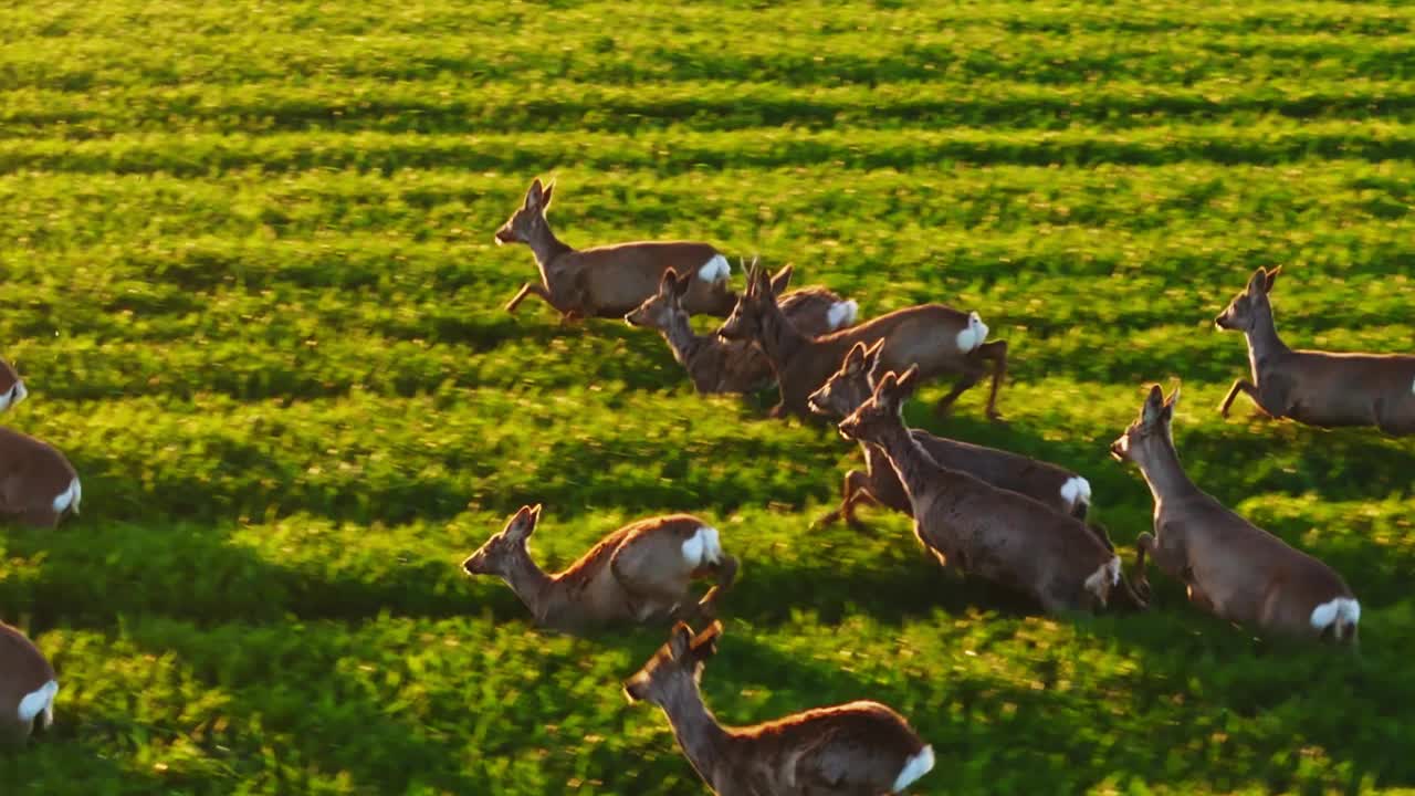 空中起重机拍摄的白尾鹿群在阳光明媚的日子里穿过绿色农田的庄稼视频素材