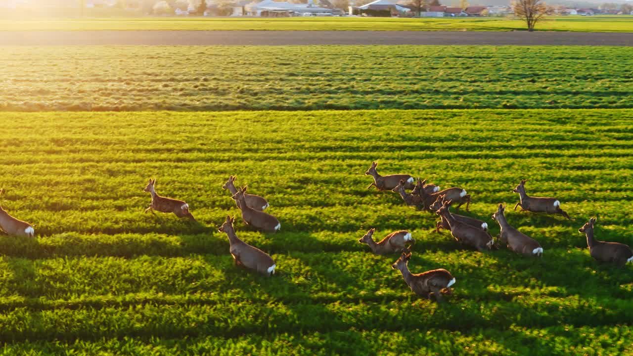 空中无人机拍摄的白尾鹿群在阳光明媚的日子里在绿色农场奔跑视频素材