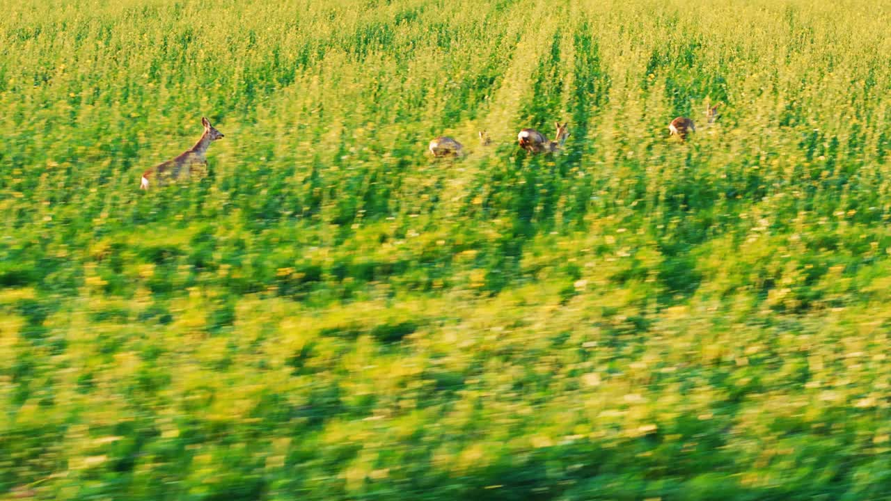 阳光明媚的日子里，一群野鹿在农场的绿色作物中奔跑的跟踪镜头视频素材