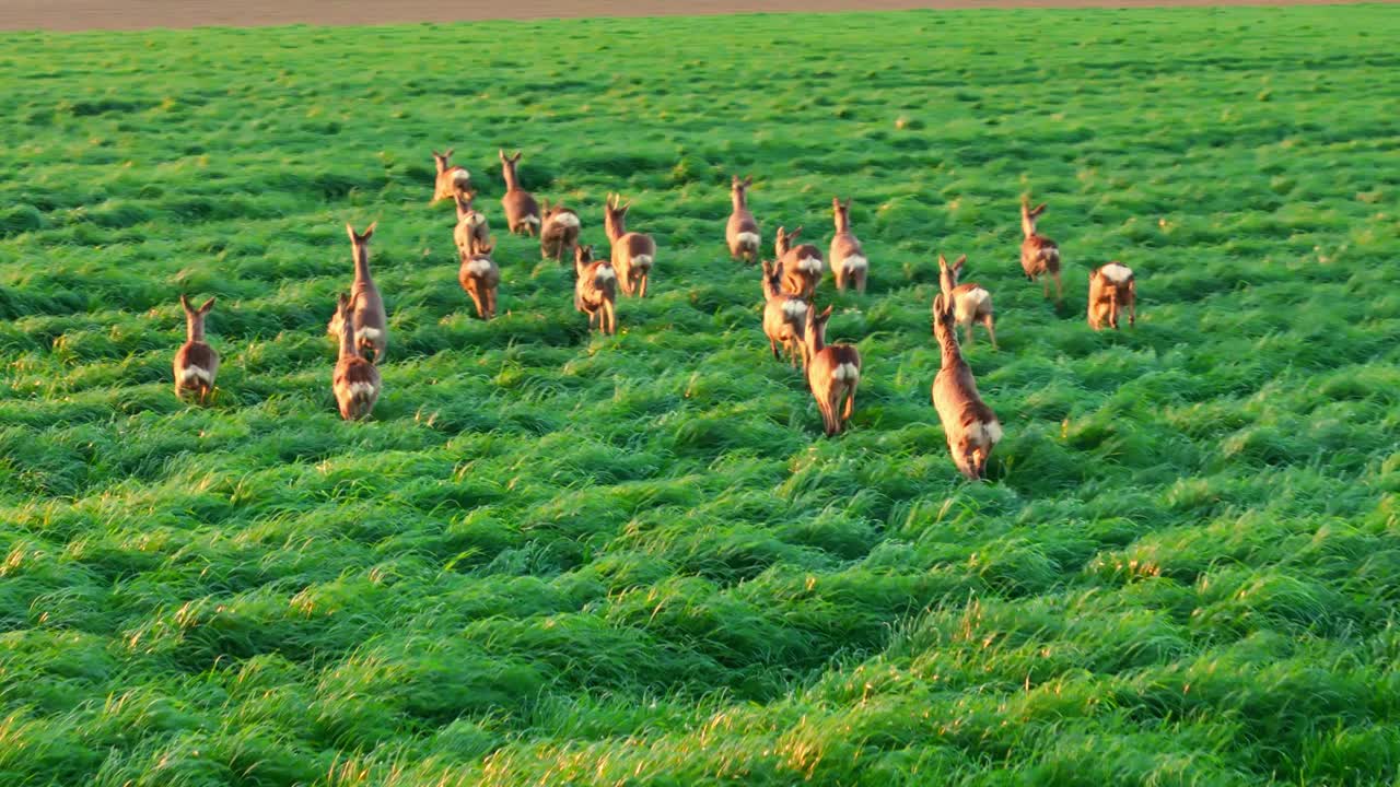 在阳光明媚的日子里，一群白尾鹿在郁郁葱葱的绿色农田里奔跑视频素材