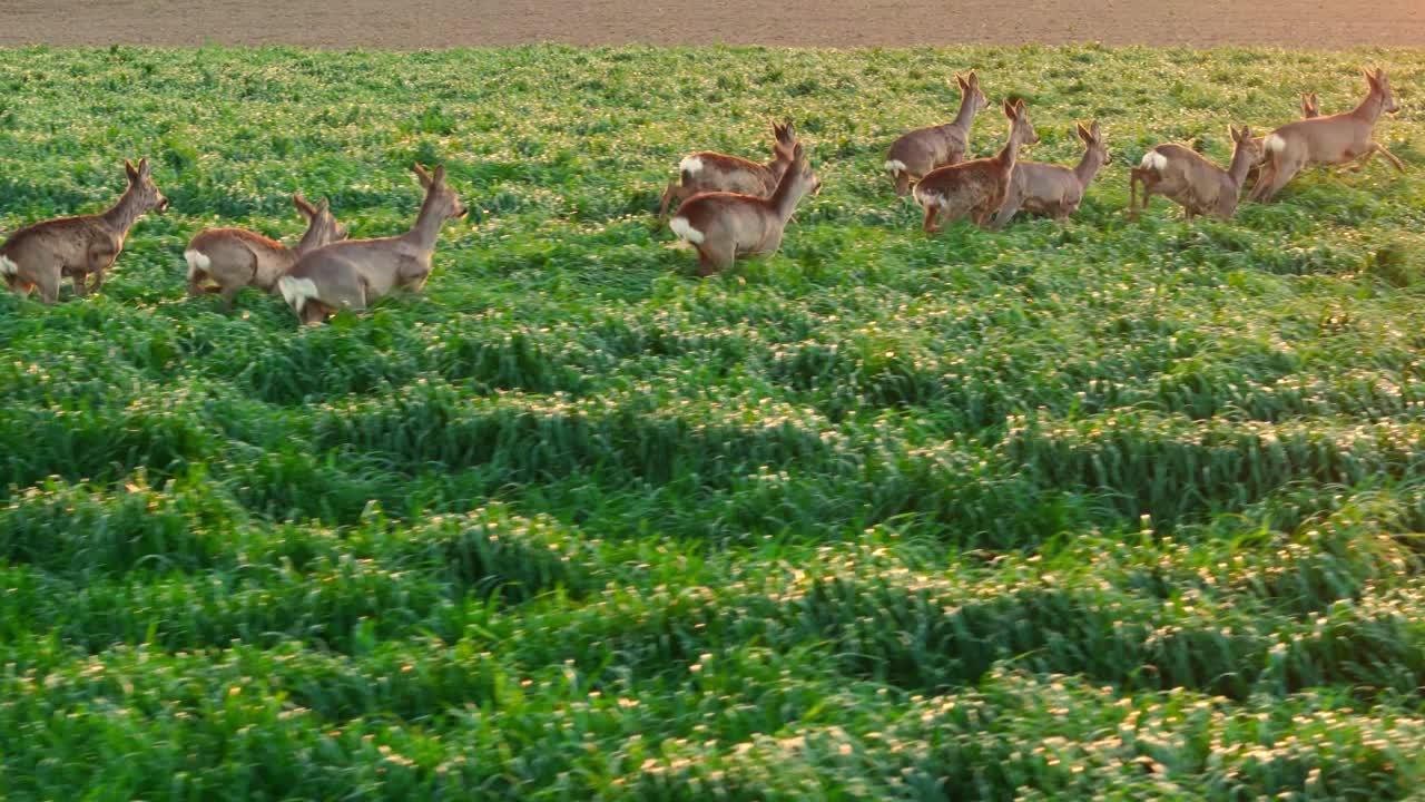 白尾鹿群穿过茂密的农田，向耕过的田地移动的跟踪起重机镜头视频素材