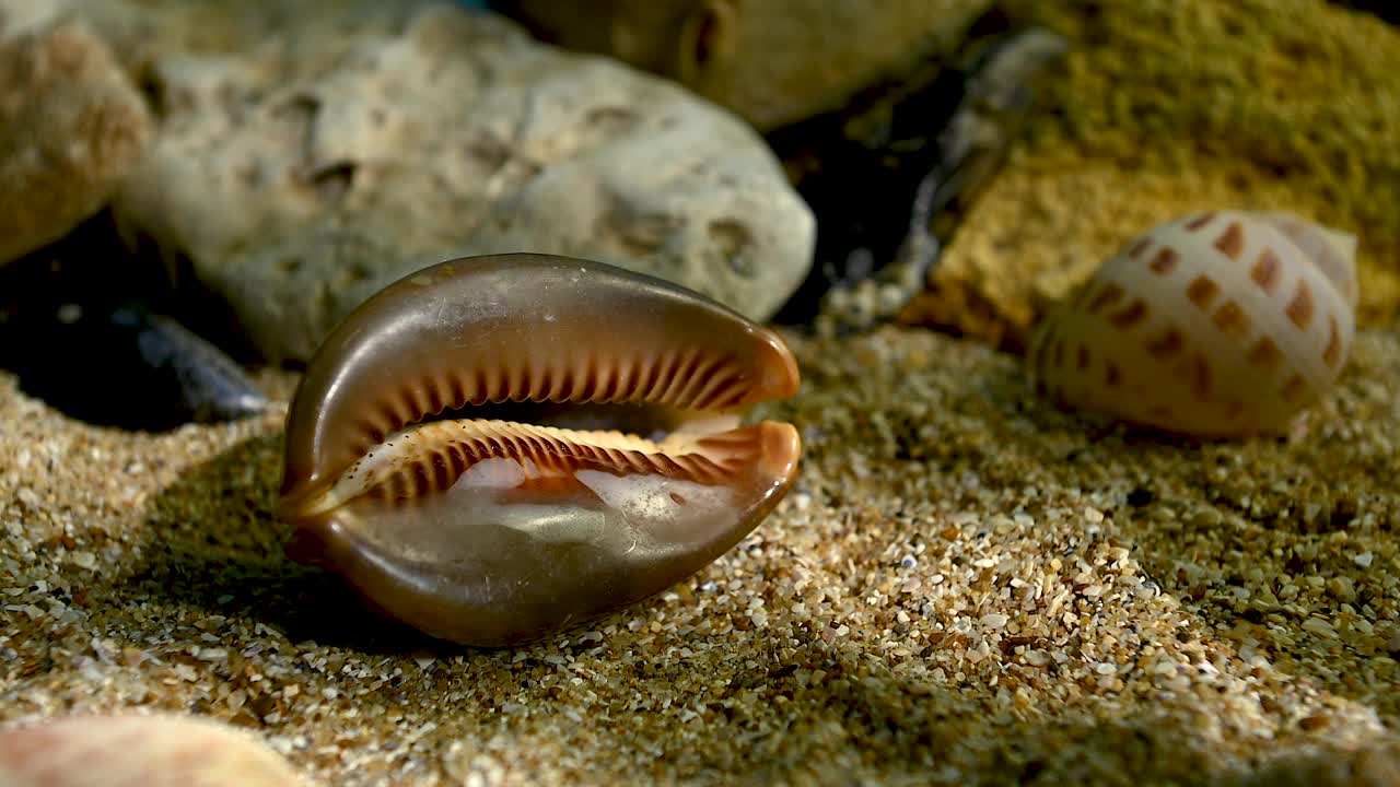 毛里求斯海贝壳在毛里求斯沙下高清视频下载