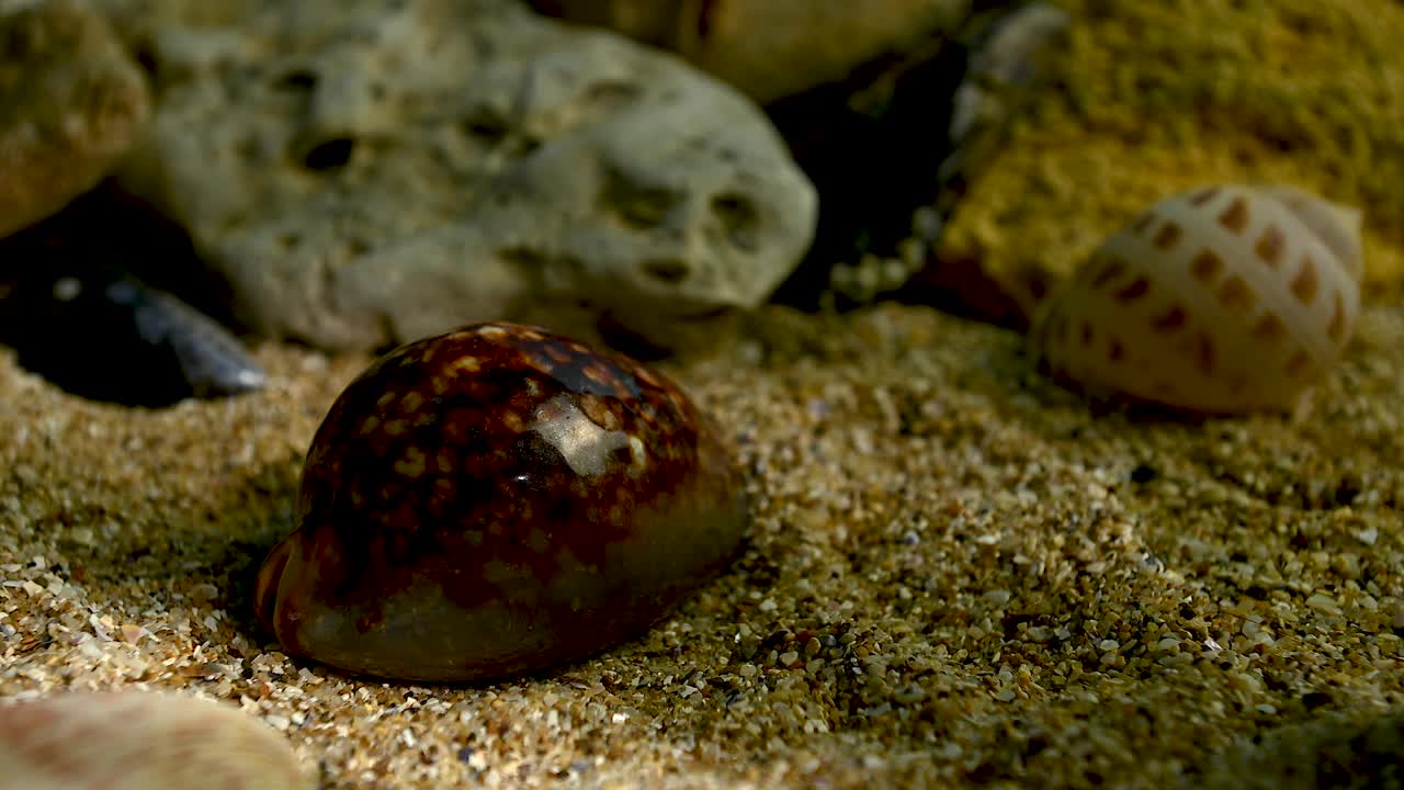 毛里求斯海贝壳在毛里求斯沙下高清视频下载