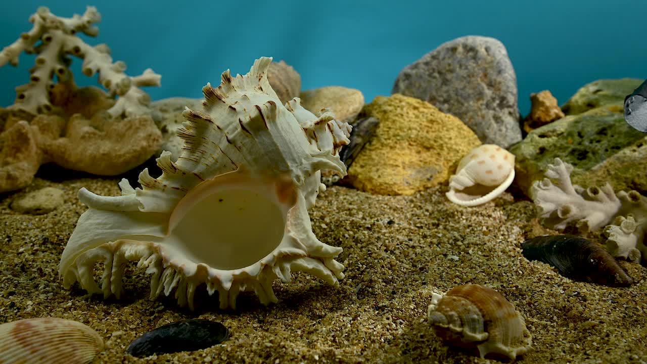 水下海贝壳视频下载