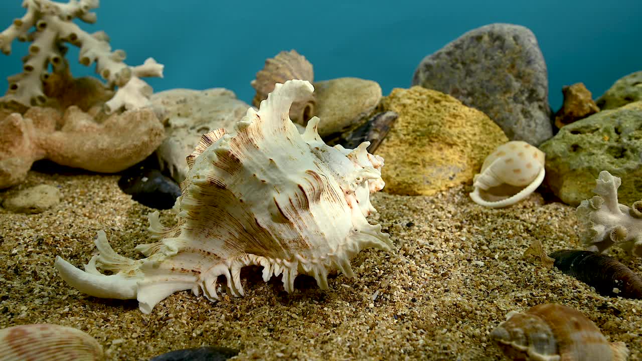 水下海贝壳视频下载