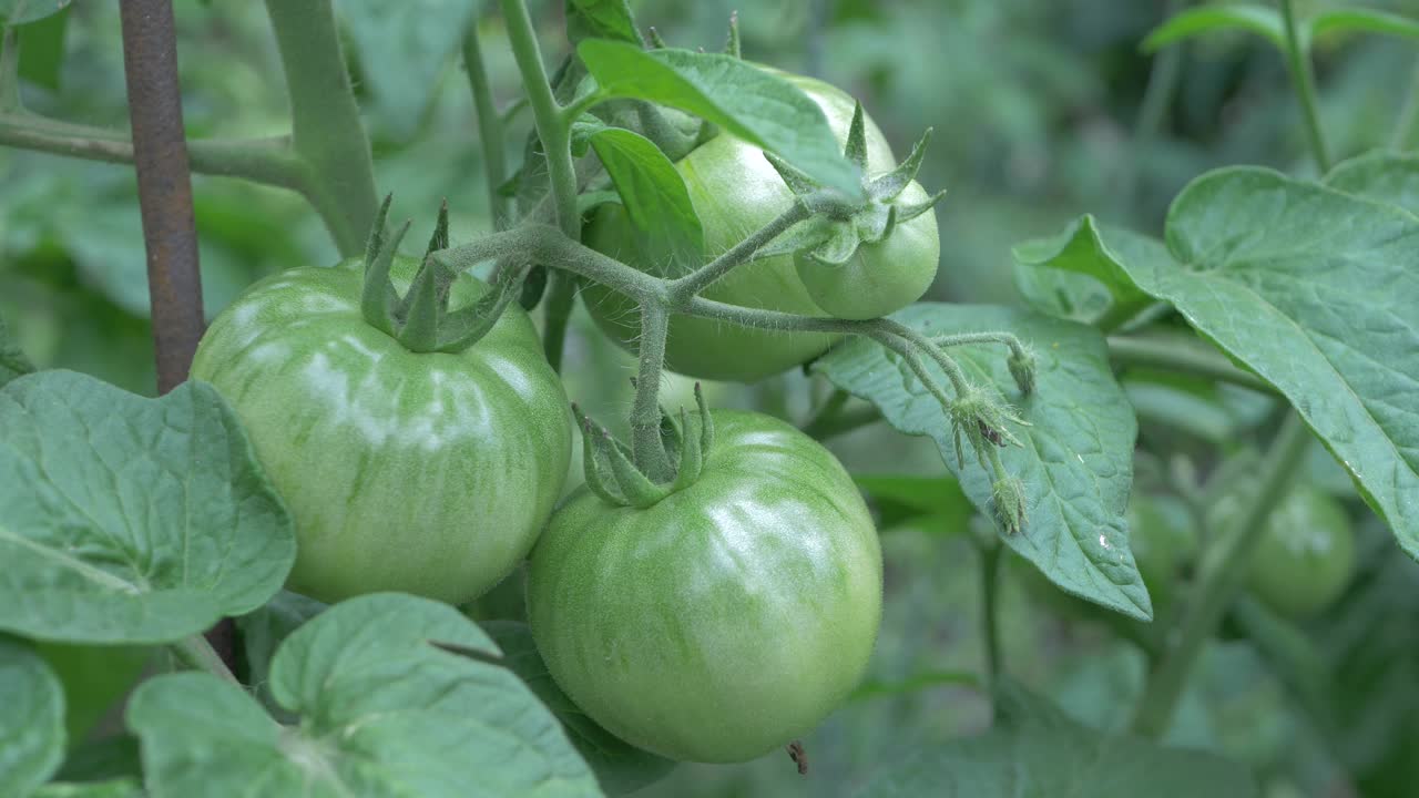 未成熟的绿番茄群视频下载