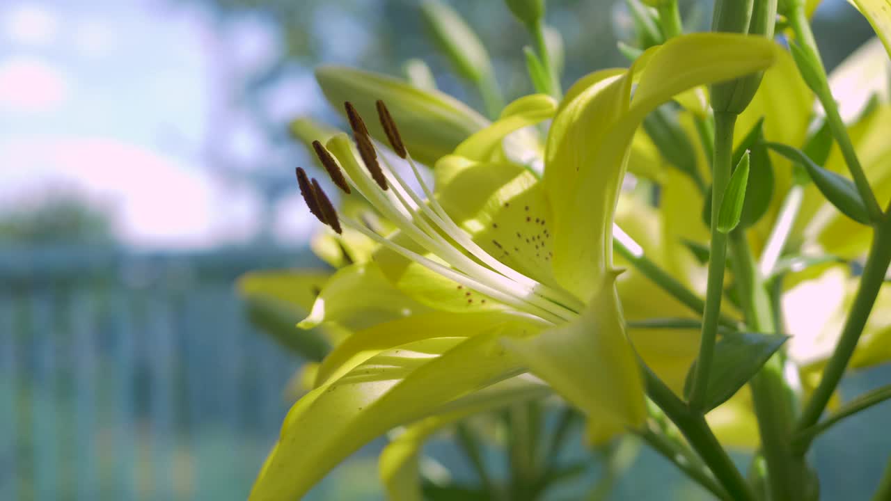 黄色的百合花在绿色的叶子背景上视频下载