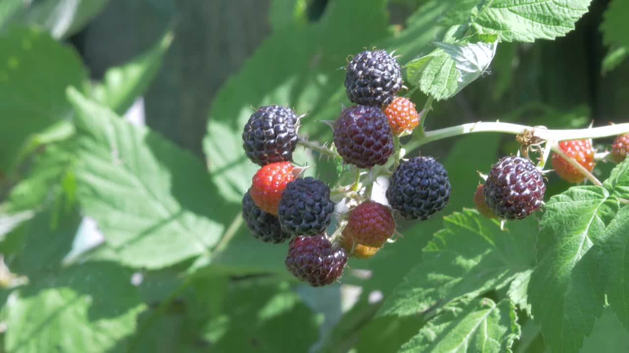 灌木上的黑莓在风中摇曳视频下载