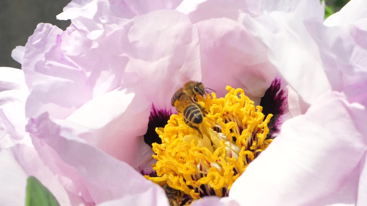 花园中，白花盛开，蜜蜂满怀爱意地从中提取花蜜视频下载