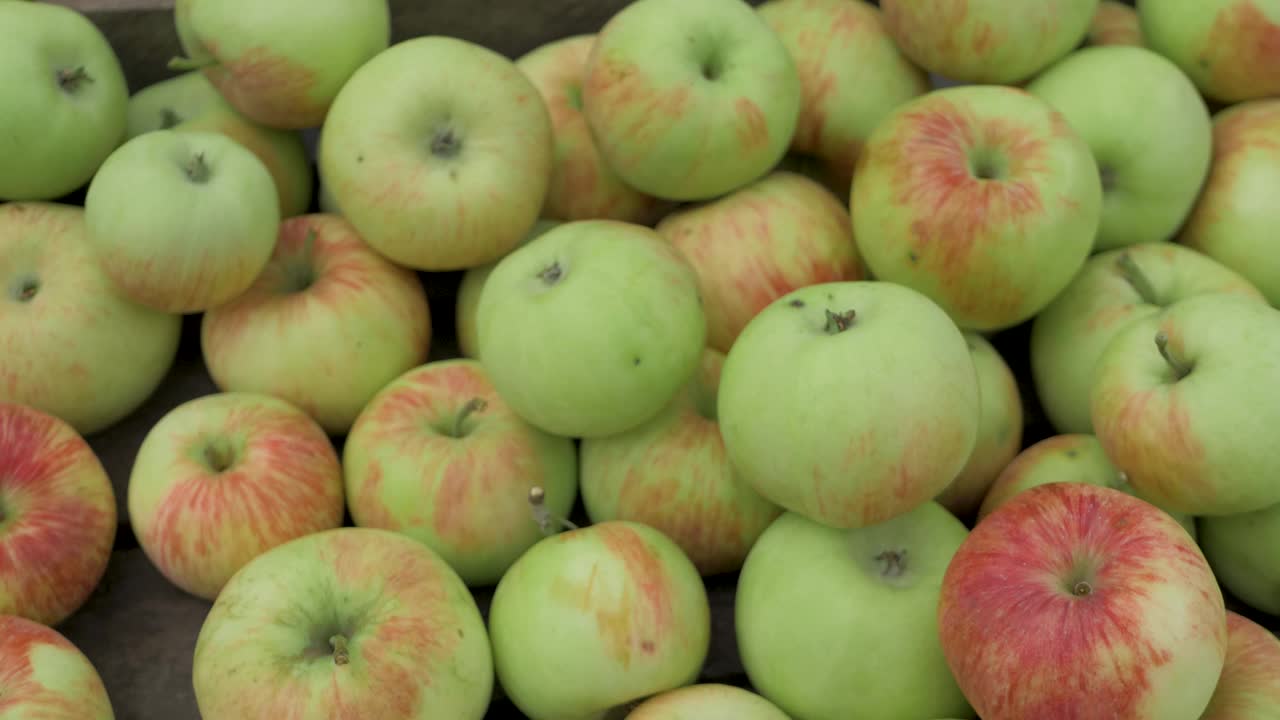 农场的果园里有成熟的苹果视频下载
