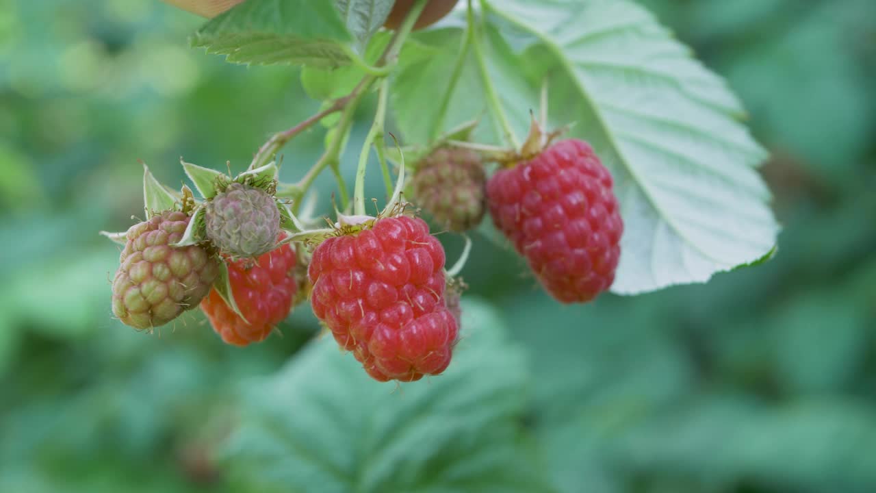 收获成熟的红树莓视频下载