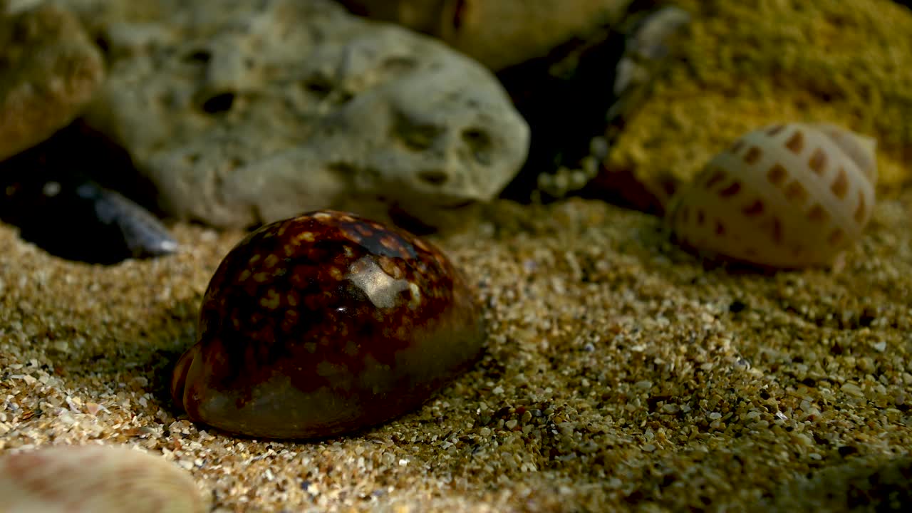 毛里求斯水下沙滩上的毛里求斯贝壳4K视频下载