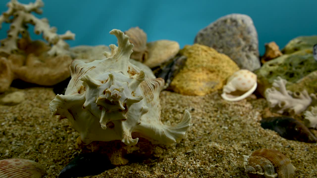Chicoreus Ramosus Murex海贝壳水下4K视频下载