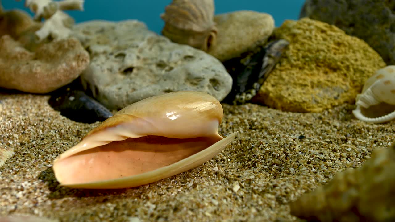 华丽的橄榄蜗牛贝壳水下4K视频下载