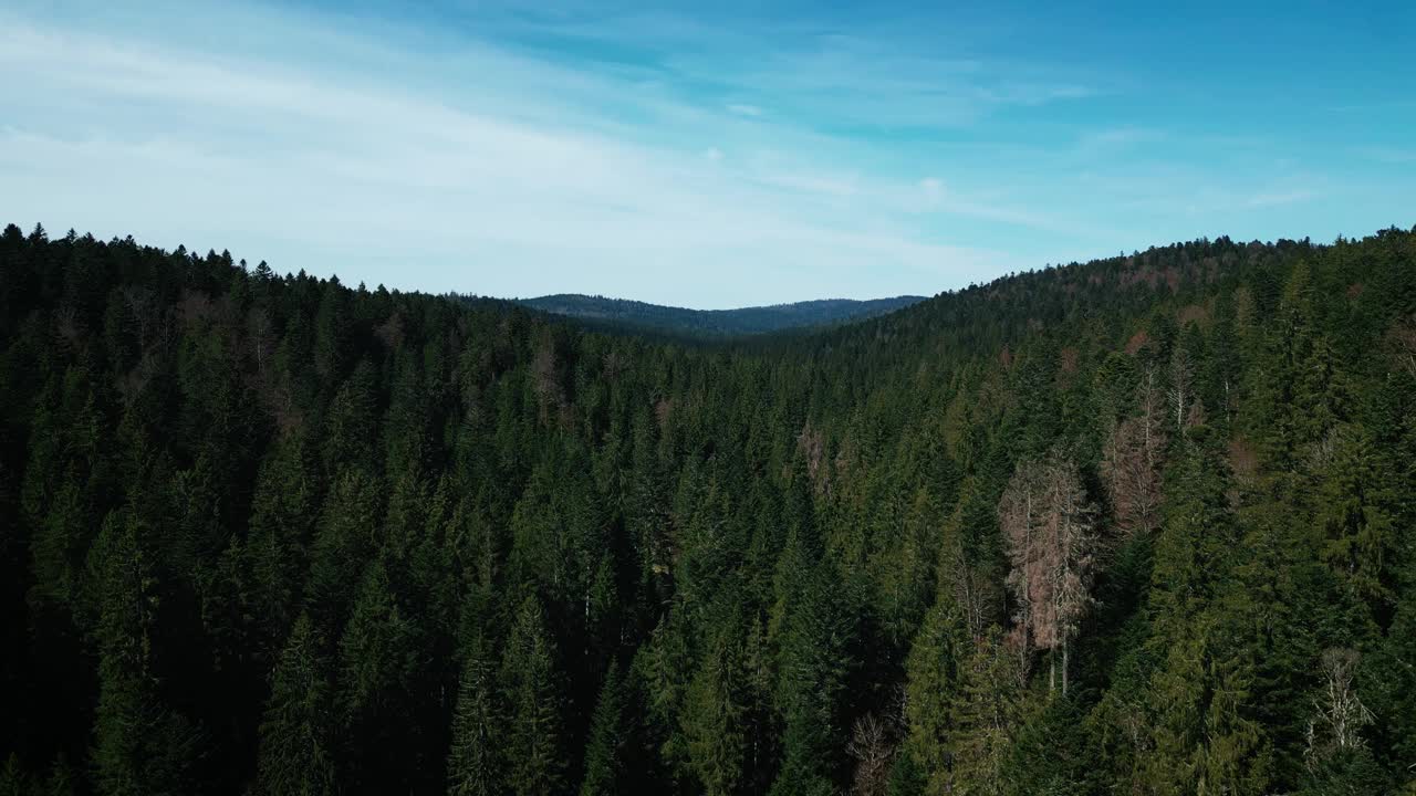 飞过德国巴登-符腾堡州黑森林的松树顶视频下载