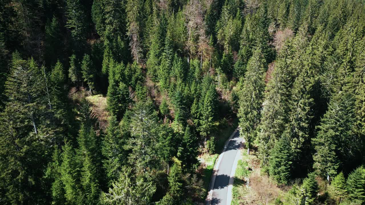 空旷的柏油路穿过松树绿林。森林与狭窄的汽车道路视频下载