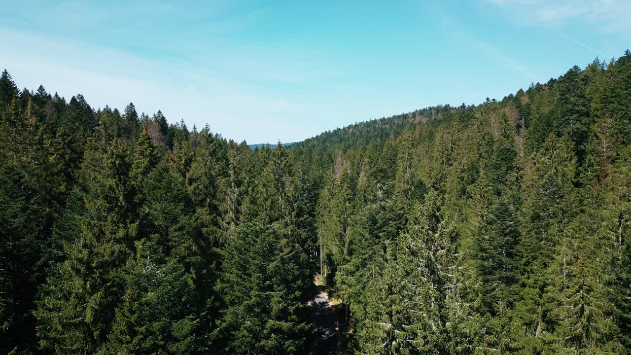 德国南部的绿松林。飞过黑森林的树梢视频下载