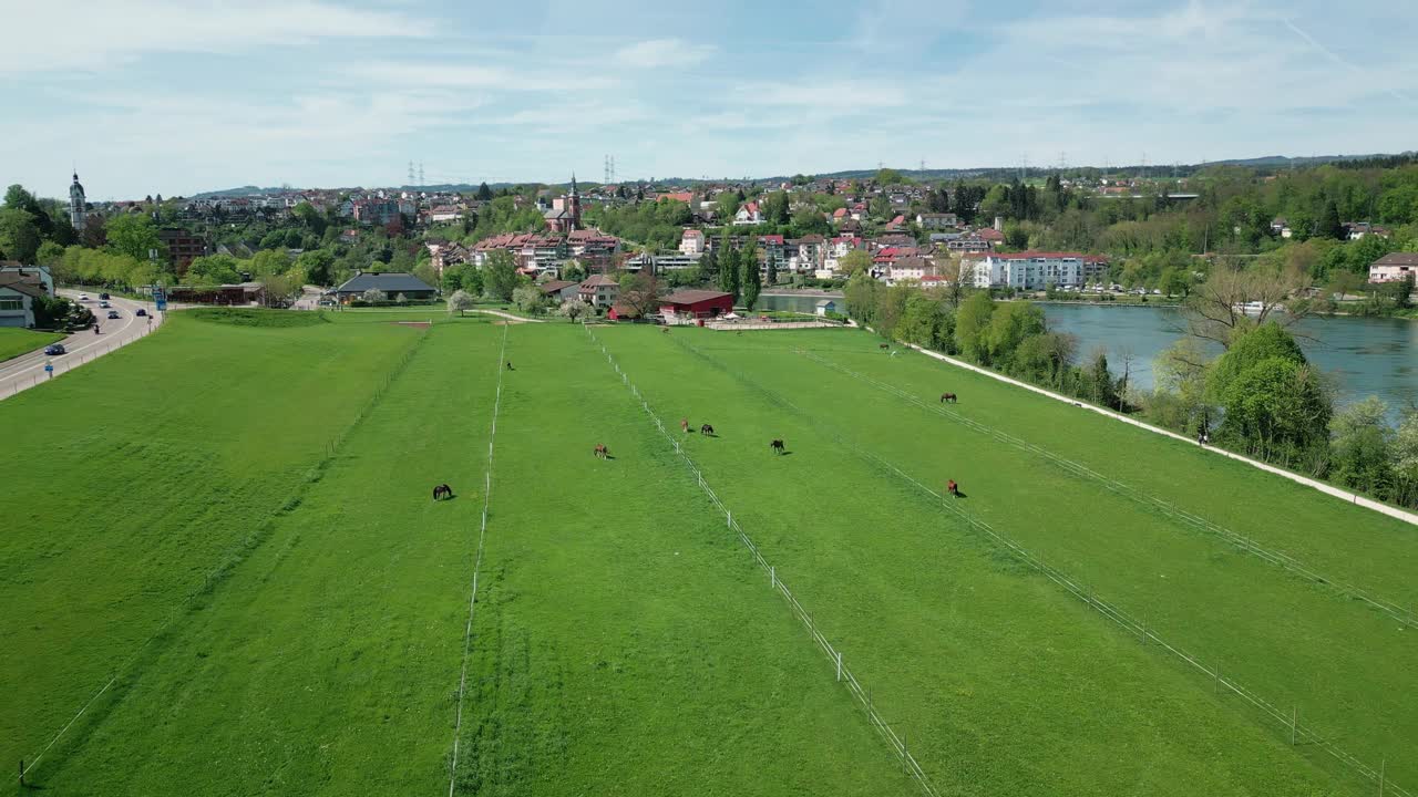 绿油油的牧场，马在河边啃草。在田野吃草的马视频下载