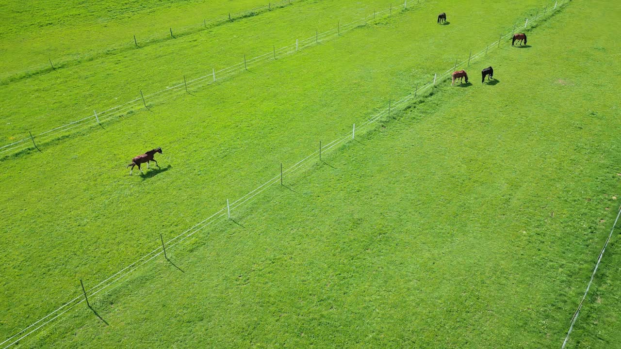 漂亮的马在牧场上吃草。在牧场上吃草和嚼草的马视频下载
