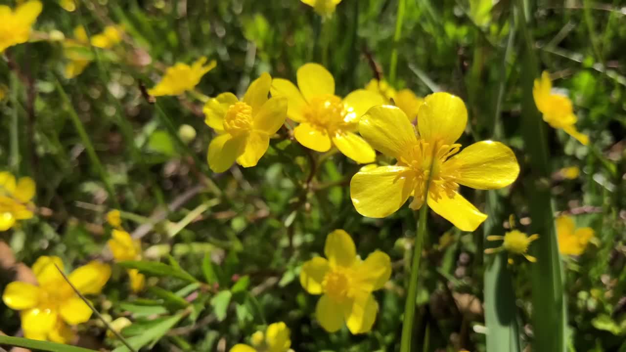 明亮的黄色沼泽金盏花被春天的阳光照亮视频下载