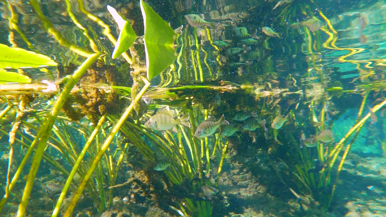 佛罗里达温泉的热带水下自然。水下奇异的世界，有游动的鱼和绿色的植被。淡水野生动物视频下载
