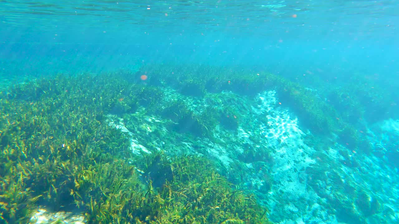 佛罗里达温泉的热带水下自然。海底奇异的世界，绿草如茵。淡水野生动物视频下载
