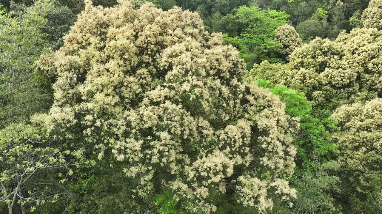 春天开满鲜花的山谷视频下载